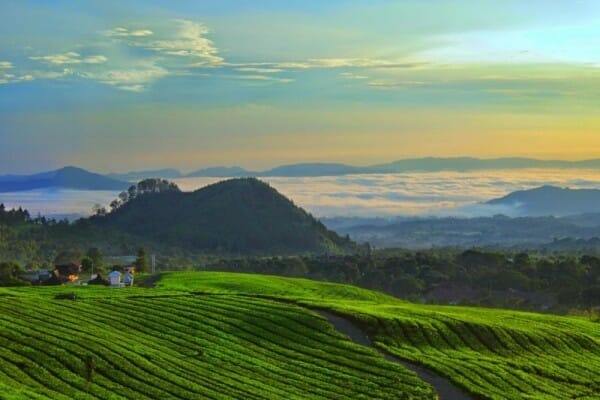Kebun Teh Tegal Idntimes.com 
