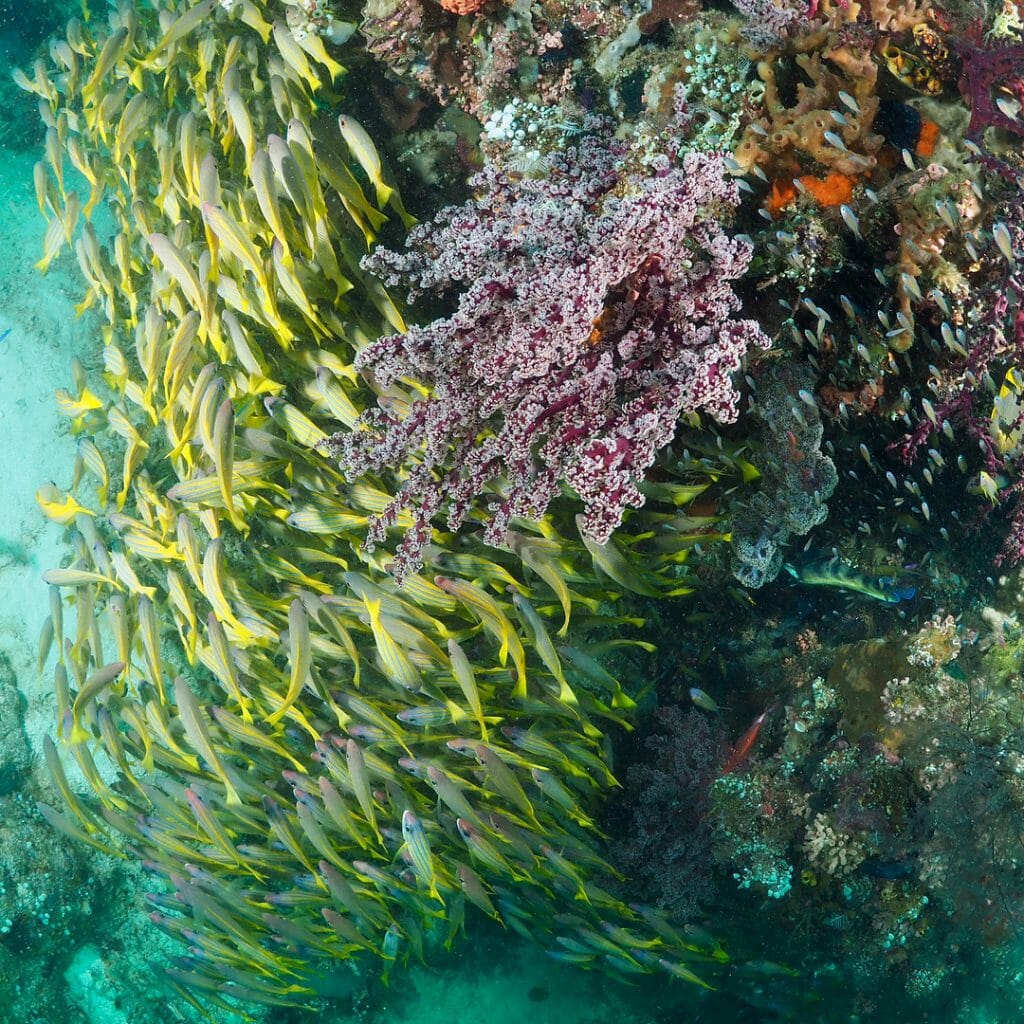Mios Kun Raja Ampat