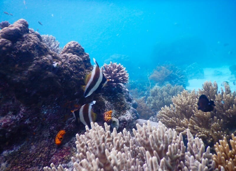 Snorkeling Di Raja Ampat