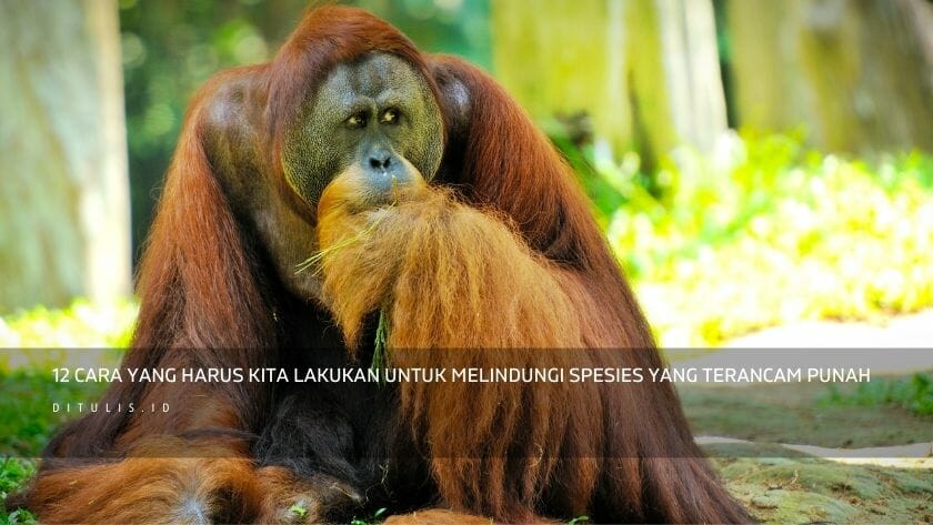 12 cara yang harus kita lakukan untuk melindungi spesies yang terancam punah