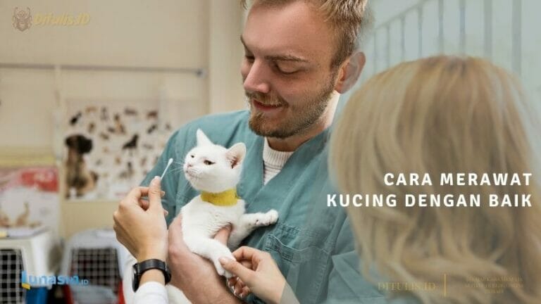 cara merawat kucing dengan baik