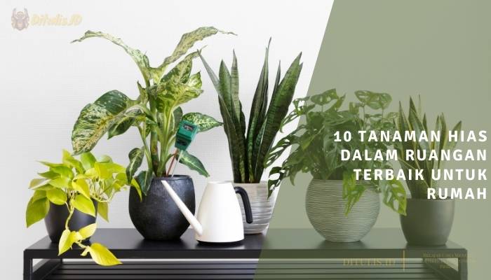 10 tanaman hias dalam ruangan terbaik untuk rumah