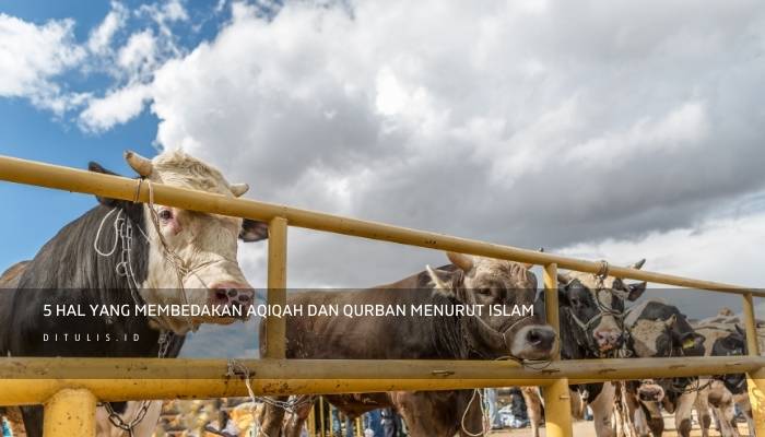 5 hal yang membedakan aqiqah dan qurban menurut islam