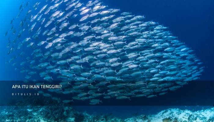 apa itu ikan tenggiri
