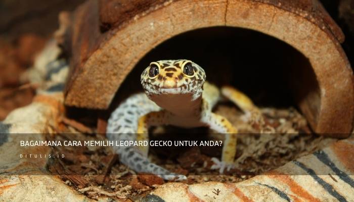 bagaimana cara memilih leopard gecko untuk anda