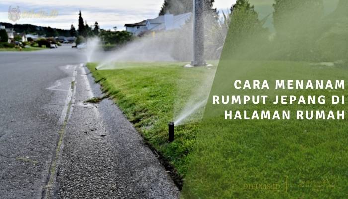 cara menanam rumput jepang di halaman rumah