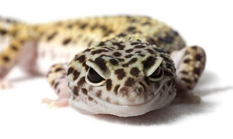 senyuman leopard gecko
