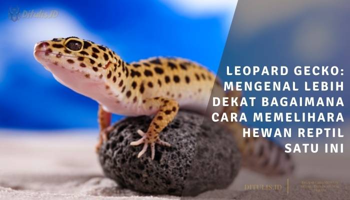 leopard gecko mengenal lebih dekat bagaimana cara memelihara hewan reptil satu ini