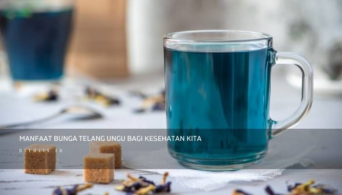 manfaat bunga telang ungu bagi kesehatan kita