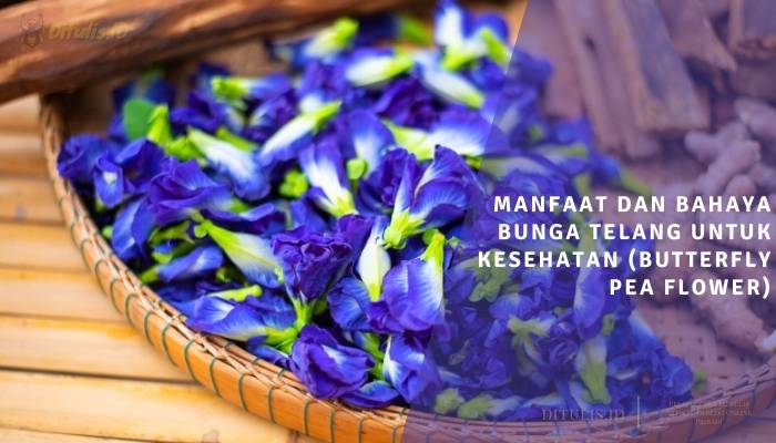 manfaat dan bahaya bunga telang untuk kesehatan butterfly pea flower