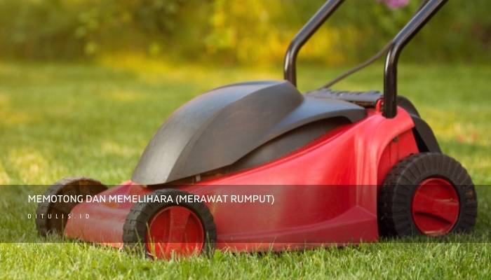 memotong dan memelihara merawat rumput