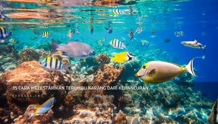 35 Cara Melestarikan Terumbu Karang Dari Kehancuran