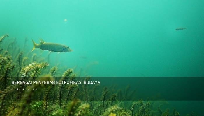 Berbagai Penyebab Eutrofikasi Budaya