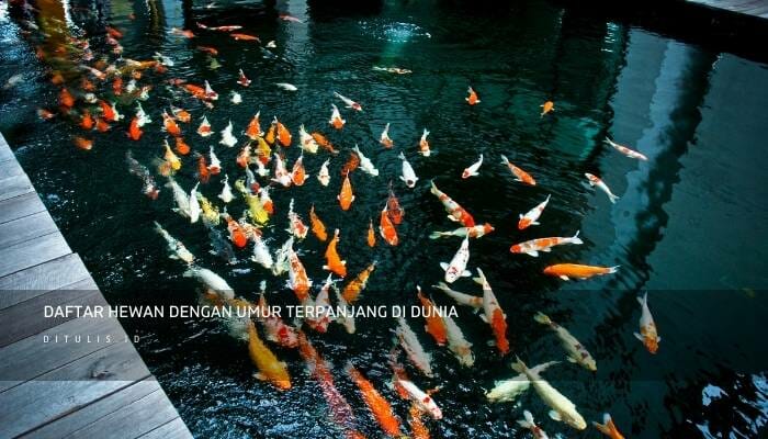 Daftar Hewan Dengan Umur Terpanjang Di Dunia